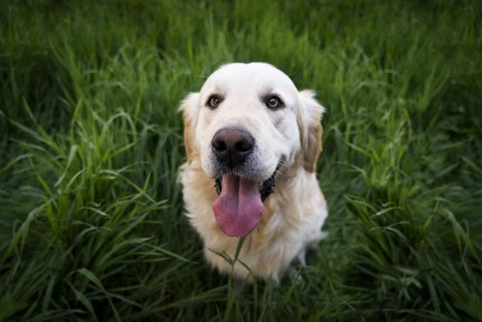 Cão deitado na relva