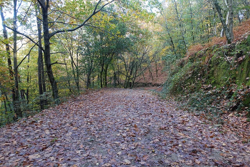 Caminho de terra coberto de folhas entre árvores, na Serra da Cabreira no outono